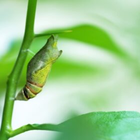 蛹が蝶になる前