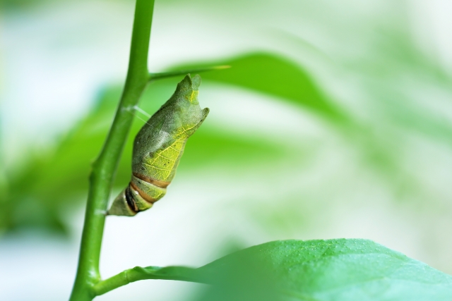 蛹が蝶になる前